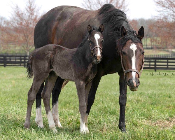 broodmare Definitive xx (Thoroughbred, 2019, from Tapit xx)