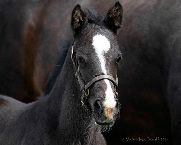 foal by Hengst von Not This Time xx (Thoroughbred, 2024, from Not This Time xx)