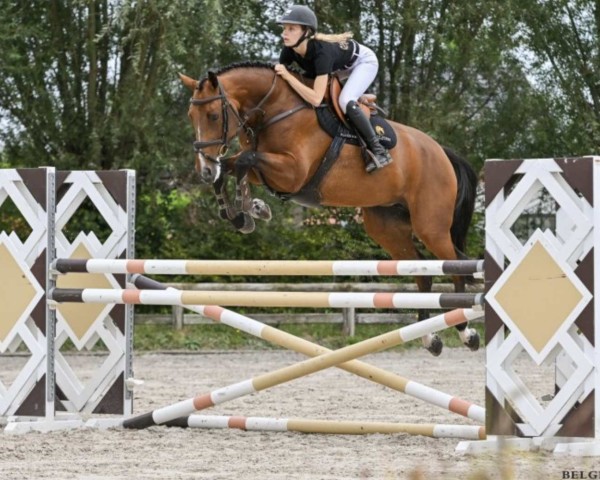 jumper Dominatrix For L (Swedish Warmblood, 2019, from Dominator 2000 Z)