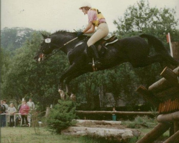 stallion Acrobat 3 (Trakehner, 1983, from Polargeist)