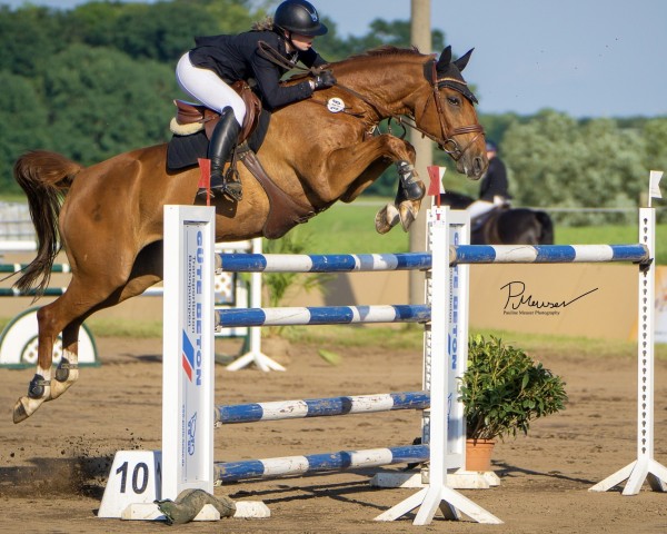 jumper Bernadett 6 (Hanoverian, 2013, from Bonaparte N AA)