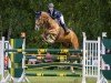 jumper Canino (Oldenburg show jumper, 2016, from Casallco)