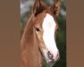 broodmare Butterfly SB (Hanoverian, 2017, from Callaho's Benicio)