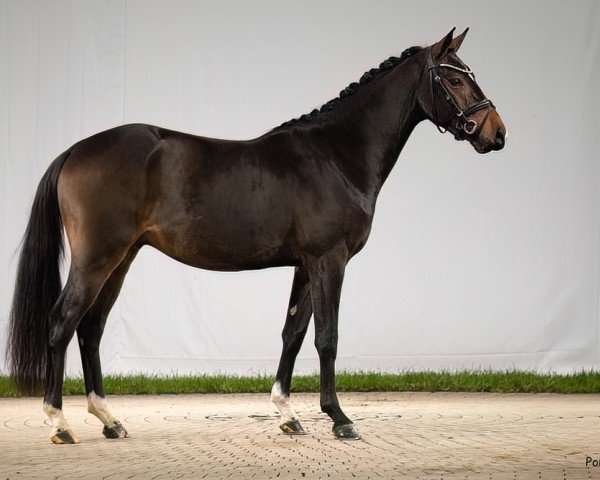 Dressurpferd Danny Energy M (Deutsches Reitpony, 2022, von Danny Zuko)