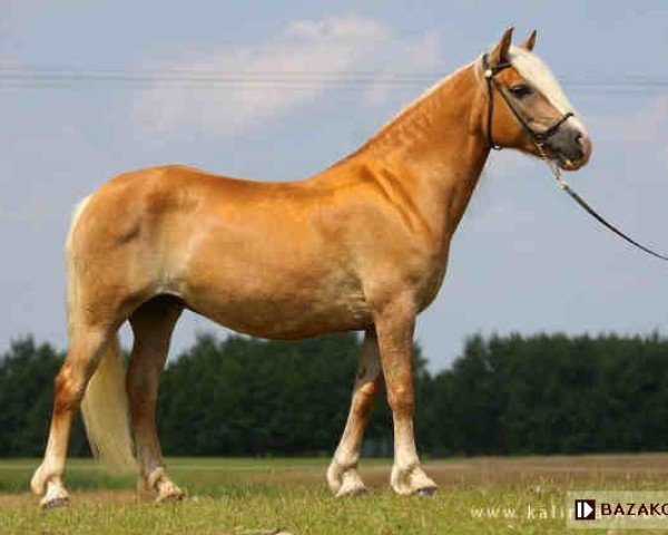 Zuchtstute Nicola (Haflinger, 1999, von Niko)