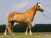 broodmare Nicola (Haflinger, 1999, from Niko)