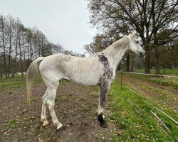 broodmare Isabell (German Sport Horse, 2007, from Carpalo)