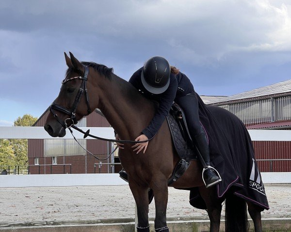 dressage horse Donna Bella 26 (German Riding Pony, 2006, from Dirigent)