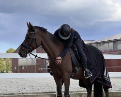 dressage horse Donna Bella 26 (German Riding Pony, 2006, from Dirigent)