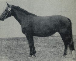 Zuchtstute Galante H 1134 (Schweres Warmblut, 1952, von Goldschnitt Mo 392)