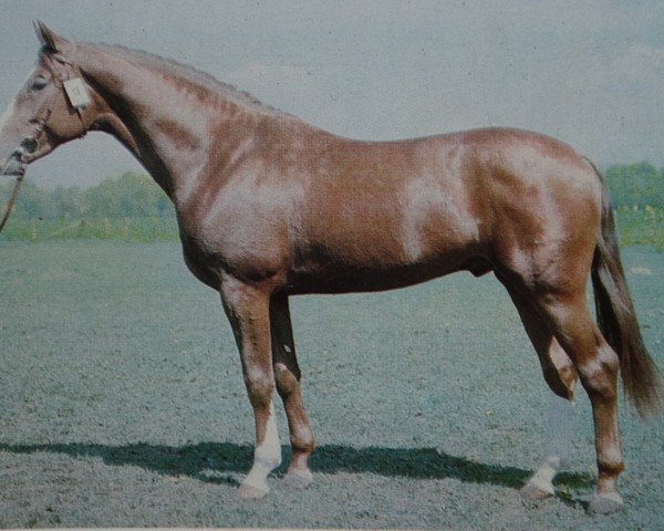 stallion Duzbruder 2794 (Noble Warmblood,  , from Duralin I)