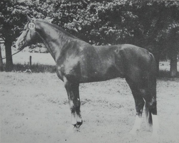 stallion Servat 2798 (Brandenburg, 1984, from Sekurit 3391)