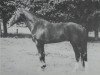 stallion Servat 2798 (Brandenburg, 1984, from Sekurit 3391)