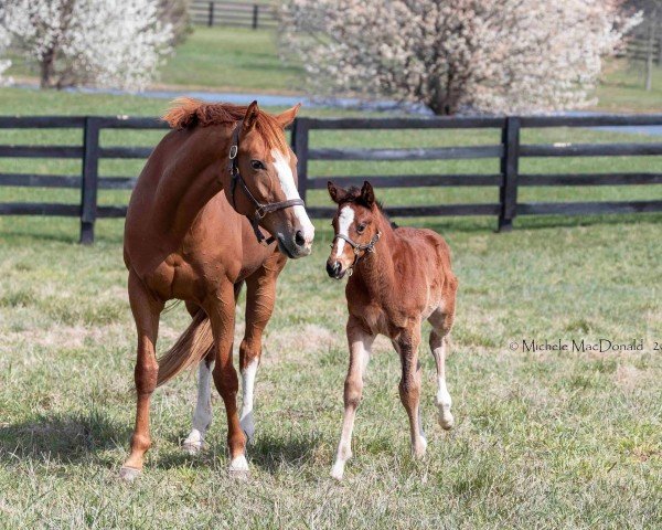 broodmare Proud Emma xx (Thoroughbred, 2016, from Include xx)