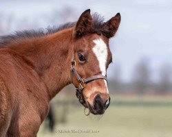 horse Hengst von Flightline xx (Thoroughbred, 2024, from Flightline xx)