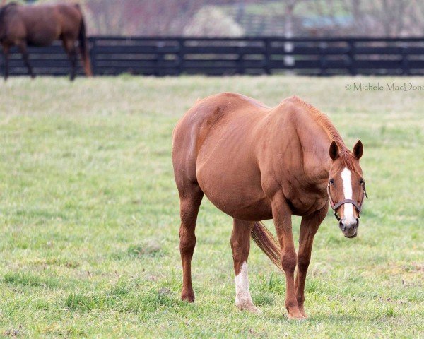 broodmare Littleprincessemma xx (Thoroughbred, 2006, from Yankee Gentleman xx)