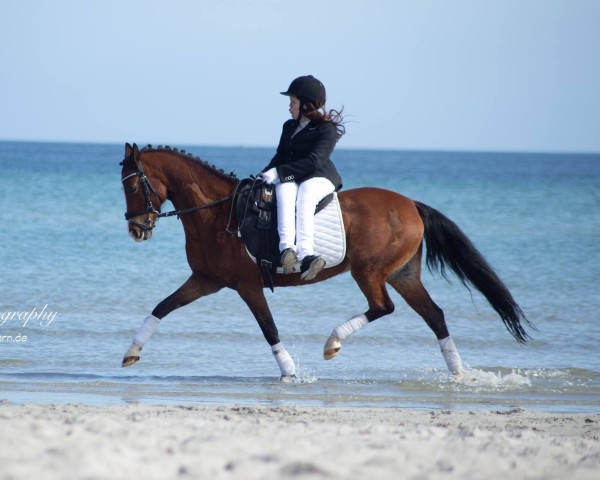 broodmare Chakira (German Riding Pony, 2002, from Heidbergs Nancho Nova)