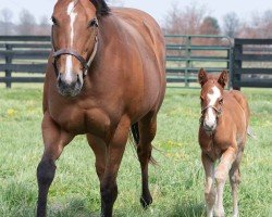 broodmare Royal Mischief xx (Thoroughbred, 2019, from Into Mischief xx)