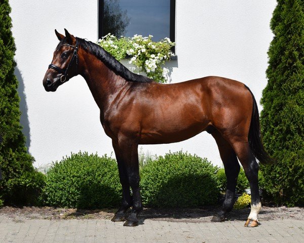 jumper Hengst von Contendro I / Kannan (Oldenburg show jumper, 2022, from Contendro I)