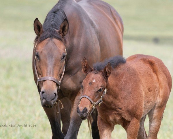 broodmare Edgeway xx (Thoroughbred, 2017, from Competitive Edge xx)