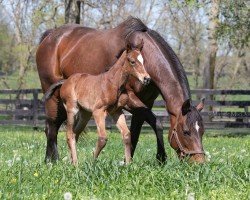 foal by Stute von Flightline xx (Thoroughbred, 2024, from Flightline xx)