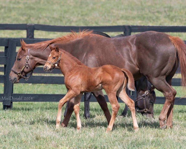 broodmare Twilight Dreams xx (Thoroughbred, 2019, from Curlin xx)