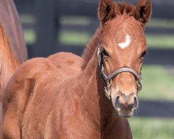 foal by Stute von Candy Ride xx (Thoroughbred, 2024, from Candy Ride xx)