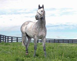 horse Olivier xx (Thoroughbred, 2020, from Tapit xx)