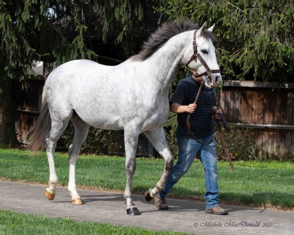 horse Seventh Son xx (Thoroughbred, 2021, from Tapit xx)