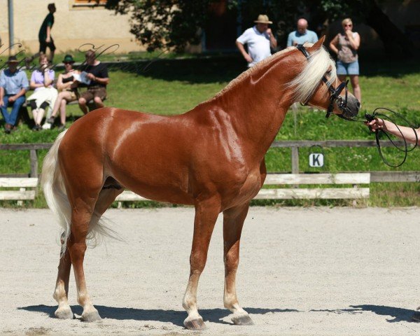 Deckhengst Wendelin (Haflinger, 2016, von liz.481/T Wulkan)