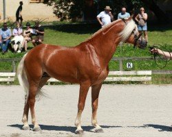 stallion Wendelin (Haflinger, 2016, from liz.481/T Wulkan)