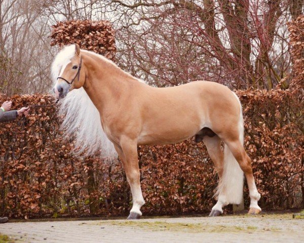 stallion Woody van Seadrift (Haflinger, 2013, from Walzertraum)