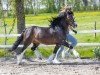 stallion Leybucht Landon WE (Welsh mountain pony (SEK.A), 2013, from Boniface Llewelyn)