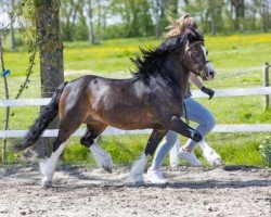 Deckhengst Leybucht Landon WE (Welsh Mountain Pony (Sek.A), 2013, von Boniface Llewelyn)