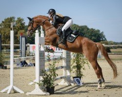 jumper Victor 156 (Hanoverian, 2008, from Valentino)