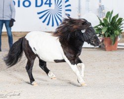 stallion Painted Paul vom Elsensee (Shetland Pony, 2019, from Blackertor Island Paintbox)