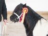 Deckhengst Neville v.d.Alloyse Hoeve (Shetland Pony, 2019, von Walter van‘t Kleine Weitje)