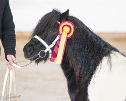 Deckhengst Neville v.d.Alloyse Hoeve (Shetland Pony, 2019, von Walter van‘t Kleine Weitje)