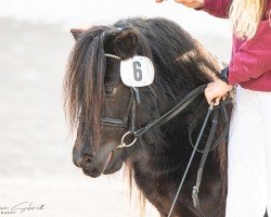 Pferd Jimmy (Shetland Pony, 2019, von Johnny van Stal Het Noordereind)