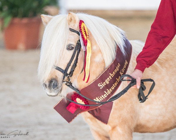 stallion Xantos (Shetland Pony, 2019, from Xorro)