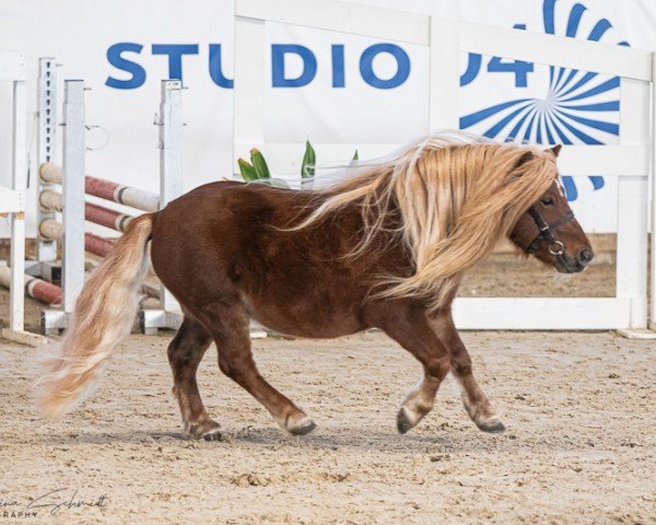 horse Maxwell v.Stal Polderzicht (Shetland Pony, 2018, from Fireball van Gelre)