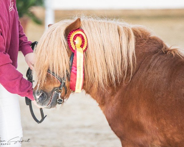 Deckhengst Flemming v. Stal het Noordereind (Shetland Pony, 2012, von Xander v. Stal het Noordereind)