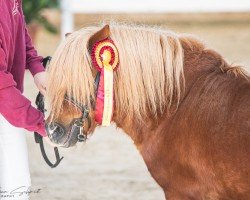 stallion Flemming v. Stal het Noordereind (Shetland Pony, 2012, from Xander v. Stal het Noordereind)