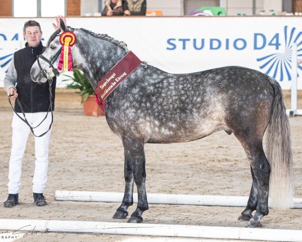 dressage horse Penancing-Brook Bailys (Connemara Pony, 2017, from Boy George 7)