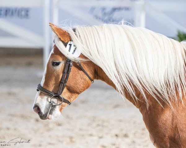 Pferd Hengst von Neustart / Nachtbaron (Haflinger, 2020, von Neustart)