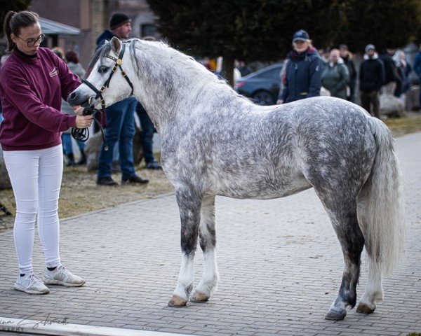 horse Springfire ́s Heartbreaker (Welsh mountain pony (SEK.A), 2020, from De Weyerds Houston)