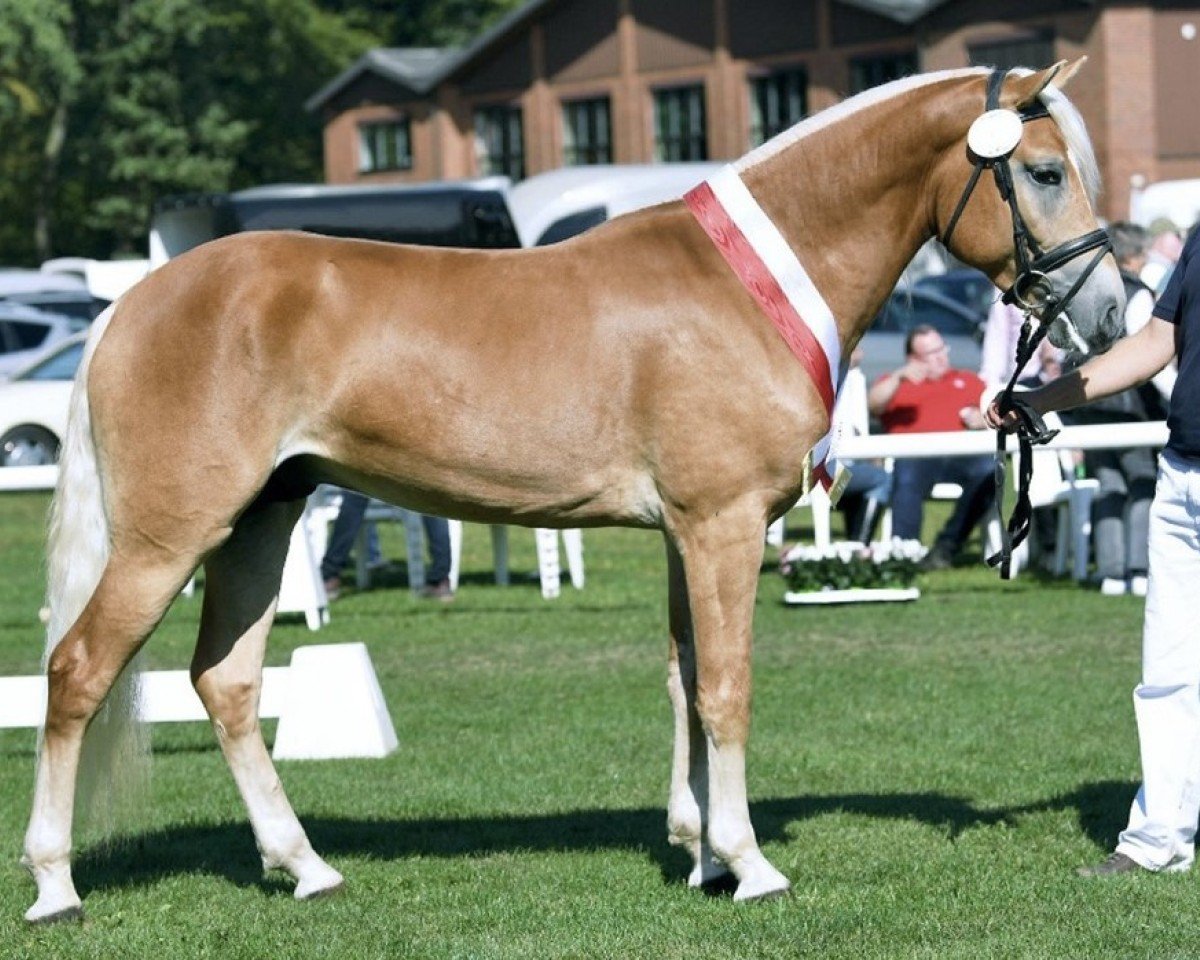 stallion Neustart (Haflinger, 2016, from Neuländer)