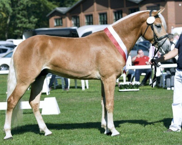 Deckhengst Neustart (Haflinger, 2016, von Neuländer)