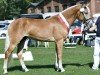 stallion Neustart (Haflinger, 2016, from Neuländer)