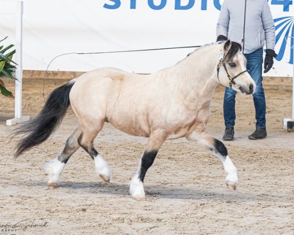 Pferd Veebee Autumn Tumble (Welsh Mountain Pony (Sek.A), 2020, von Penboeth Full-Stop)